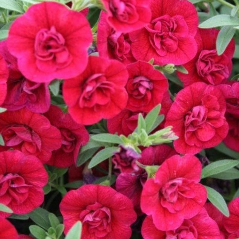 Calita Double Katmerli Cherry Calibrochoa Çiçeği Fidesi (2 adet)