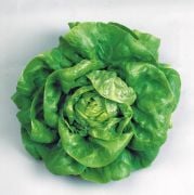 İri Kıvırcık Kışlık Marul Tohumu(1 gram)