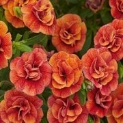 Calita Katmerli Double Orange Calibrochoa Çiçeği Fidesi (2 adet)