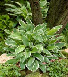 Albomarginata Hosta Süpürge Çiçeği Soğanı (1 adet)