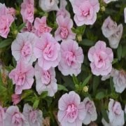 Calita Katmerli Double Pink Calibrochoa Çiçeği Fidesi (2 adet)