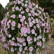 Calita Katmerli Double Pink Calibrochoa Çiçeği Fidesi (2 adet)