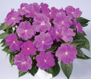 Harmony Dark Lavander Cam Güzeli Çiçeği Fidanı (9 Luk Kare Saksıda)