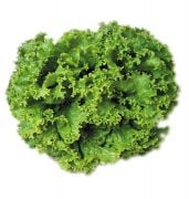 Karadeniz Kıvırcık Marul Tohumu (1 gram)