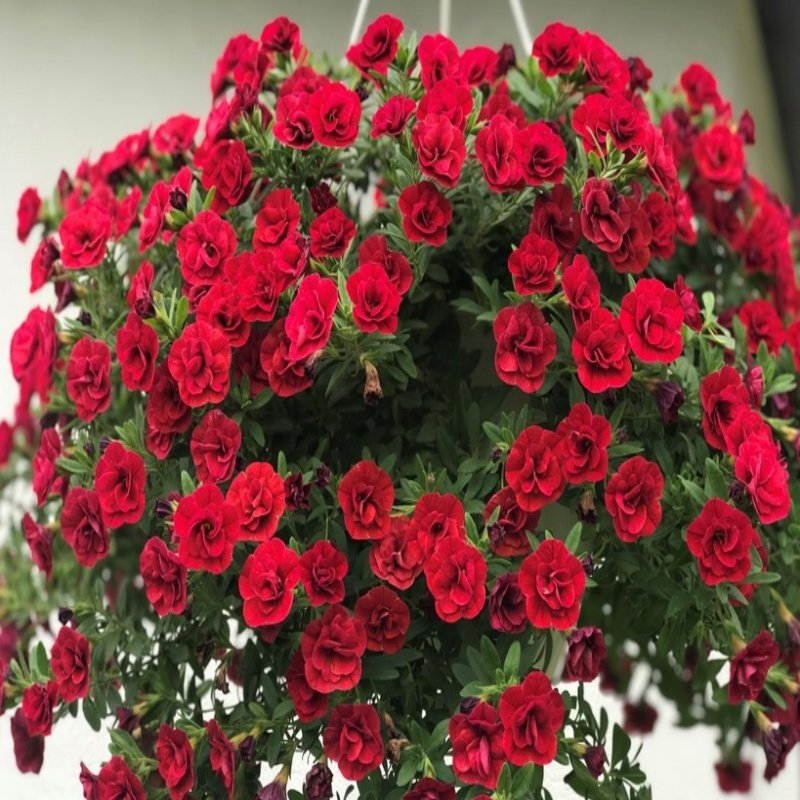 Calita Katmerli Double Red Calibrochoa Çiçeği Fidesi (2 adet)