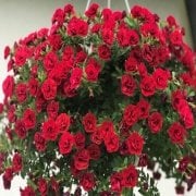 Calita Katmerli Double Red Calibrochoa Çiçeği Fidesi (2 adet)