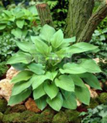 Hyacinthina Hosta Süpürge Çiçeği Soğanı (1 adet)