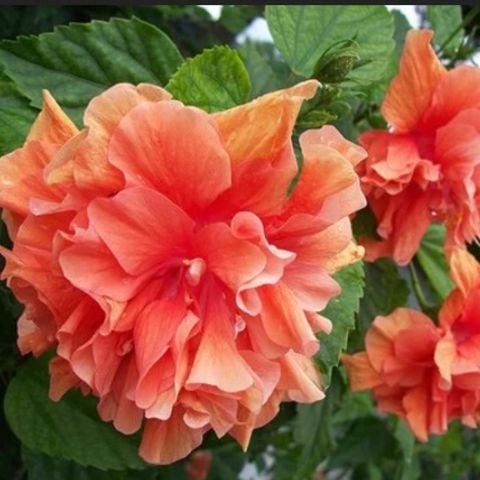 Nadir Tüplü Katmerli Turuncu Japon Gülü Fidanı (5-10 cm)