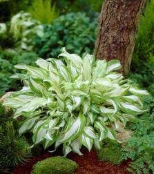 Modiovariegata Hosta Süpürge Çiçeği Soğanı (1 adet )