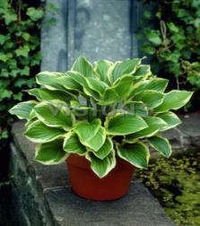 So Sweet Hosta Süpürge Çiçeği Soğanı (1 adet)