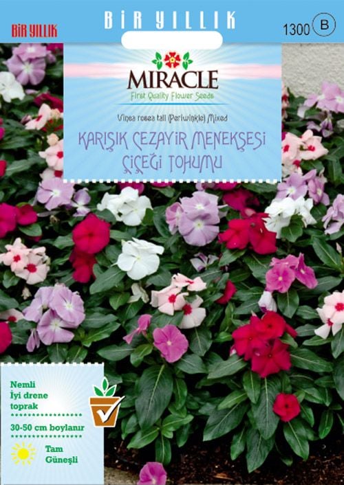 Miracle Karışık Renkli Cezayir Menekşesi Tohumu (50 Tohum)