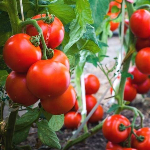 Yüksek Verimli Taste Bunch Sırık Etli Verimi Yüksek F1 Domates Tohumu (10 tohum)