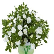 Calita Katmerli Double Snow Calibrochoa Çiçeği Fidesi (2 adet)