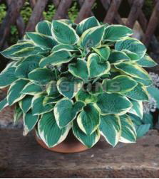Wide Brim Hosta Süpürge Çiçeği Soğanı (1 adet)