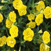 Calita Katmerli Double Sun Calibrochoa Çiçeği Fidesi (2 adet)