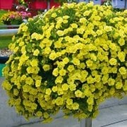 Calita Katmerli Double Sun Calibrochoa Çiçeği Fidesi (2 adet)