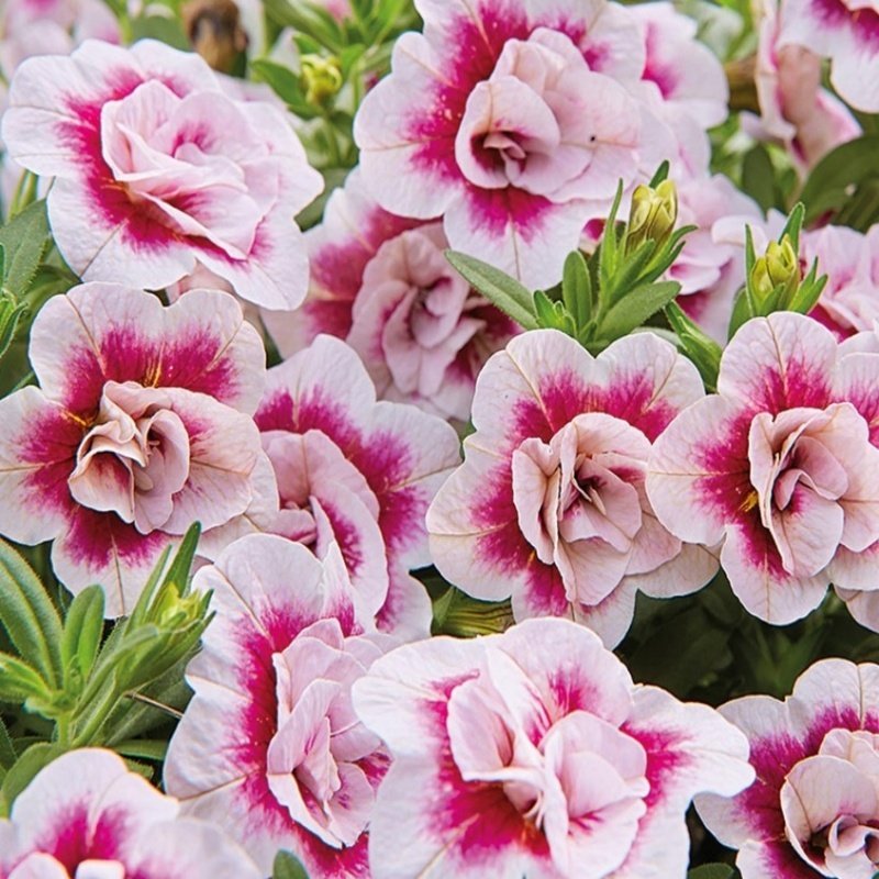 Calita Katmerli Double Sunset Bicolor Calibrochoa Çiçeği Fidesi (2 adet)