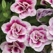 Calita Katmerli Double Sunset Bicolor Calibrochoa Çiçeği Fidesi (2 adet)