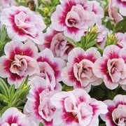 Calita Katmerli Double Sunset Bicolor Calibrochoa Çiçeği Fidesi (2 adet)