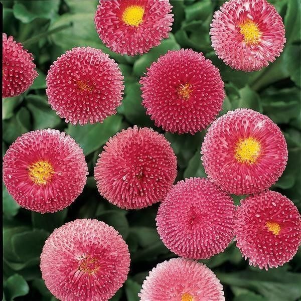 Bellis Perennis Enorma Rose Ball Ponpon İngiliz Çayır Papatyası Çiçeği Tohumu(100 tohum)