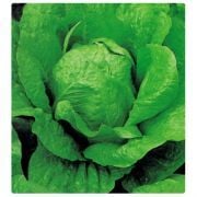 Yedikule Marul Fidesi 5 adet