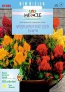 Miracle Karışık Renkli Horoz İbiği  Çiçeği Tohumu (800 Tohum)
