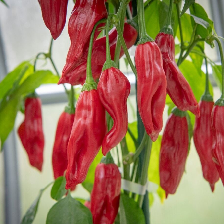 Nadir Ata Tohumları Aji Chitillo Acı Biber Tohumu (10 tohum)
