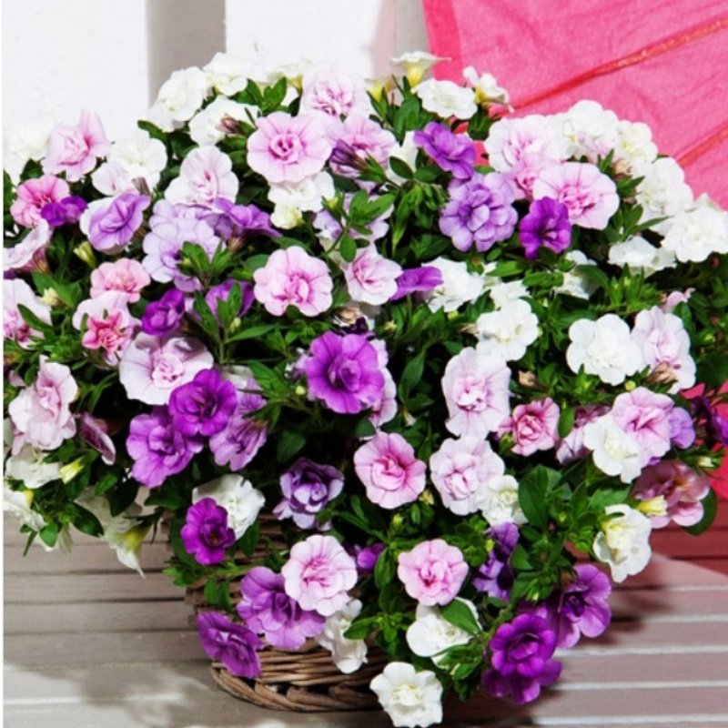 Calita Katmerli Double Mixed Calibrochoa Çiçeği Fidesi (10 adet)