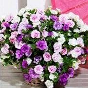 Calita Katmerli Double Mixed Calibrochoa Çiçeği Fidesi (10 adet)