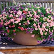 Calita Katmerli Double Mixed Calibrochoa Çiçeği Fidesi (10 adet)