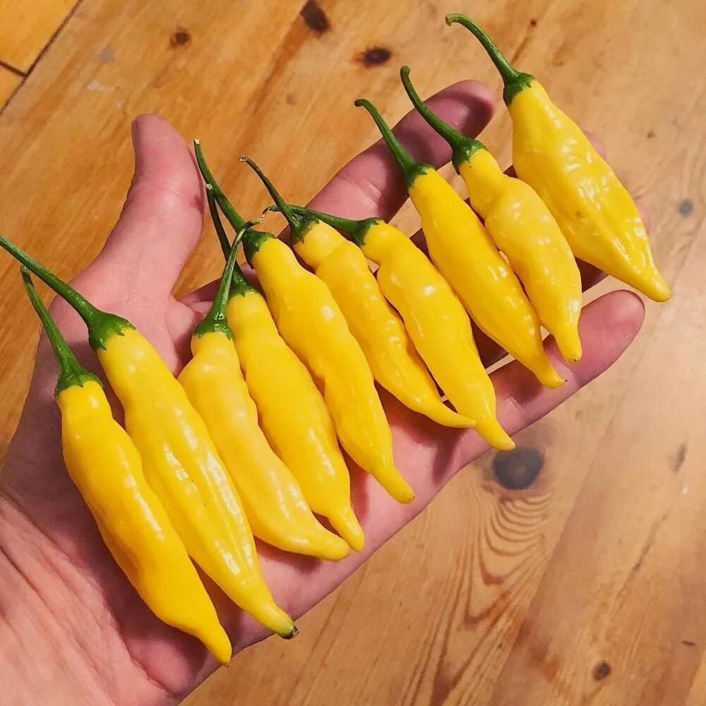 Nadir Ata Tohumları Blende Lemon Limon Damları Biber Tohumu (10 tohum)