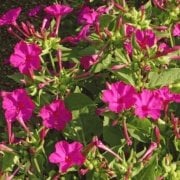 Rose Love Akşam Sefası Çiçeği Tohumu(20 tohum)