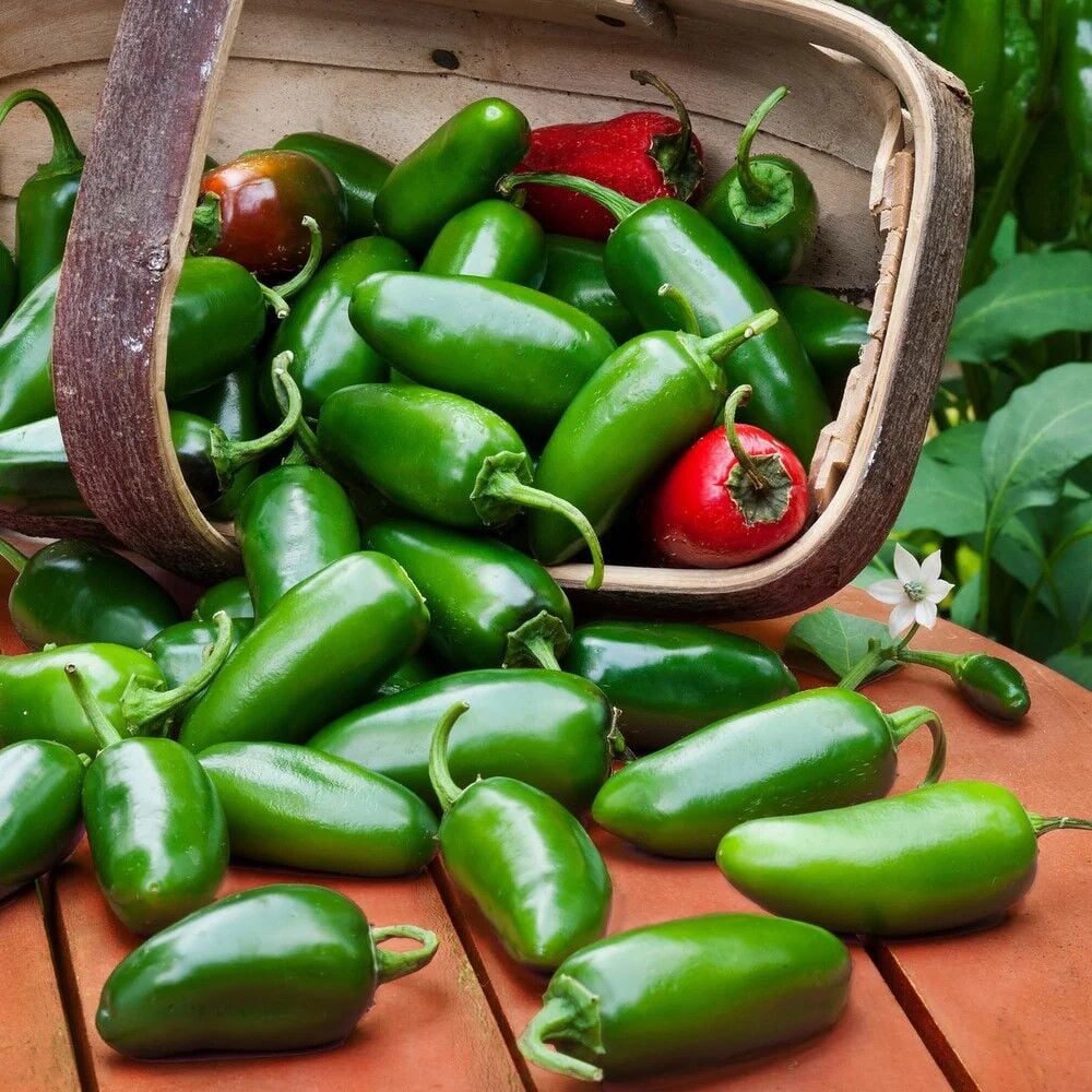 Nadir Ata Tohumları Jalapeno Green Çok Acı Biber Tohumu (10 tohum)
