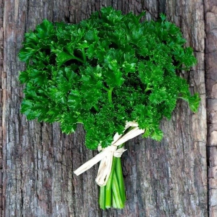 Geleneksel Kıvırcık Yapraklı Maydanoz Fidesi (5 adet)