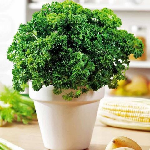 Geleneksel Kıvırcık Yapraklı Maydanoz Fidesi (5 adet)