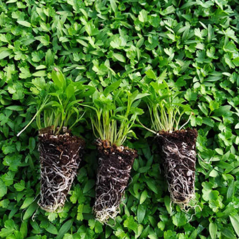 Geleneksel Kıvırcık Yapraklı Maydanoz Fidesi (5 adet)