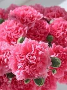Pembe Karanfil Çiçeği Tohumu (50 tohum)
