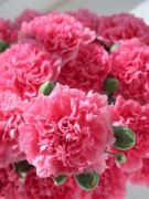 Pembe Karanfil Çiçeği Tohumu (50 tohum)