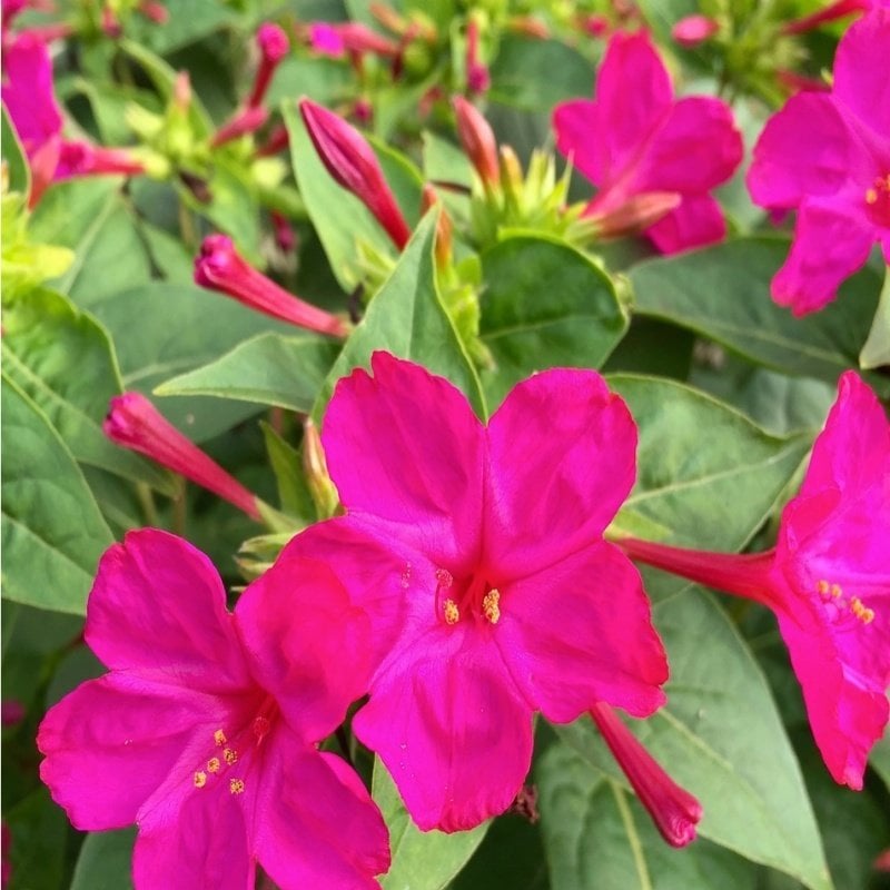 Violet Pink Akşam Sefası Çiçeği Tohumu(20 tohum)