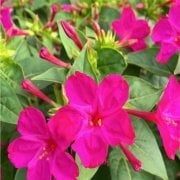 Violet Pink Akşam Sefası Çiçeği Tohumu(20 tohum)