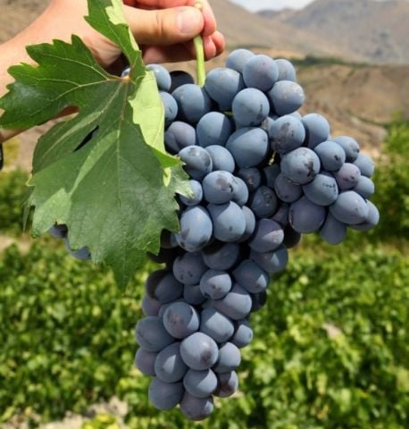 Tüplü Soğuklara Dayanıklı Yemesi Mükemmel Erzincan Cimin Üzümü Fidanı