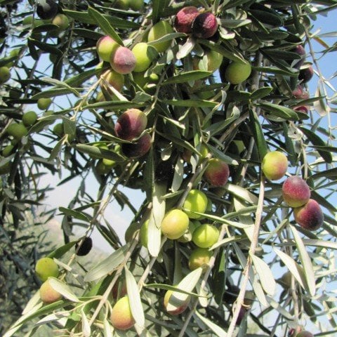 Tüplü Tavşan Yüreği Zeytin Fidanı