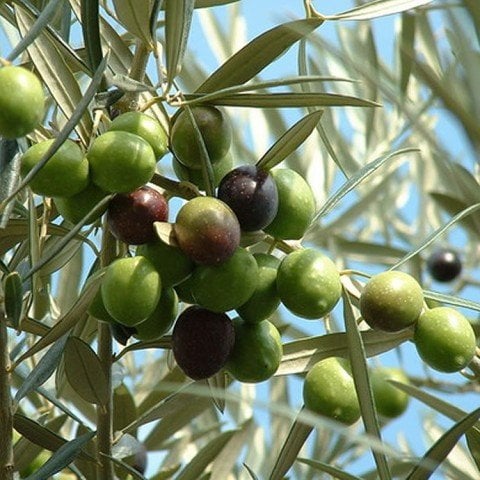 Tüplü Tavşan Yüreği Zeytin Fidanı