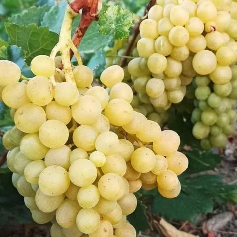 Tüplü Soğuklara Dayanıklı Yemesi Mükemmel Elazığ Şilfoni Üzümü Fidanı