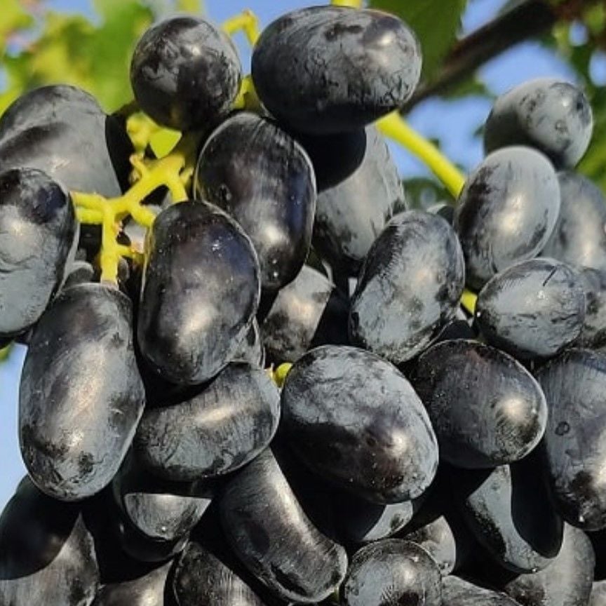 Tüplü Kütür Yemesi Olan Sergi Karası Kurutmalık Sofralık Kan Üzümü Fidanı