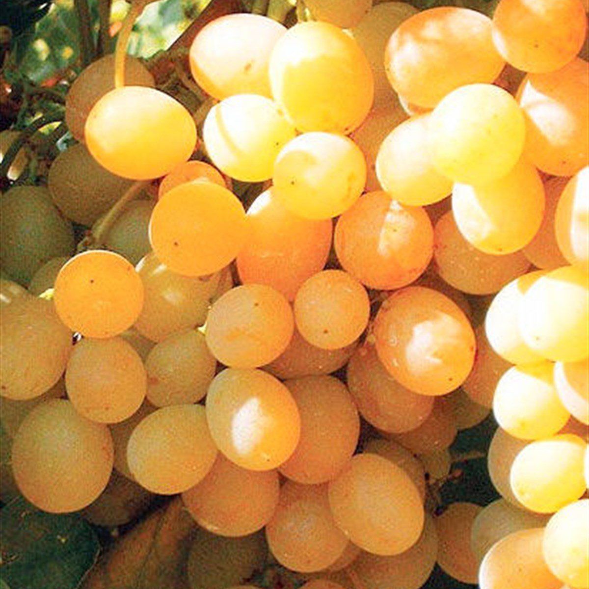 Yüksek Şıralı İri Salkımlı İnce Kabuk Ata Sarısı Üzüm Fidanı