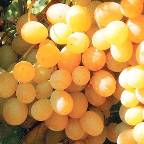 Yüksek Şıralı İri Salkımlı İnce Kabuk Ata Sarısı Üzüm Fidanı