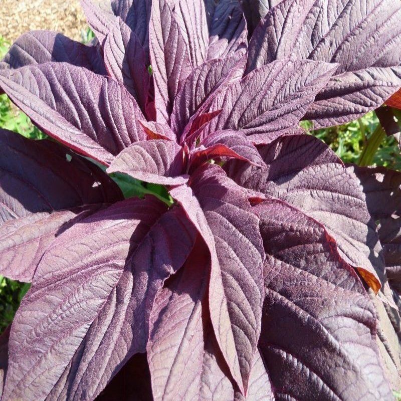 Çimlenmesi Oranı Yüksek Kırmızı Amarant Tohumu (1000 gram)