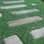 Dona Dayanıklı Dichondra Repens Fare Kulağı Tohumu(100 tohum)