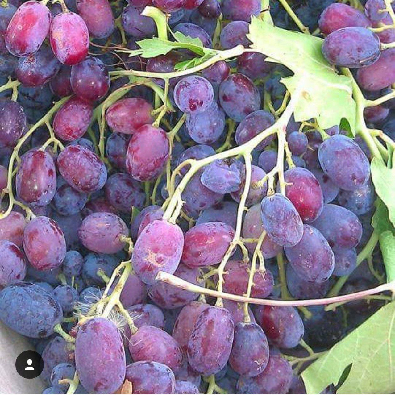 Geleneksel Çok İri Taneli Kırmızı Mor Renkli İri Salkımlı Tüplü Hönüsü Üzüm Fidanı